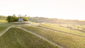 photo aérienne d'un champs de vignes en bourgogne par drone